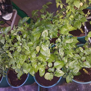 Prezimljene biljke iz 2015g