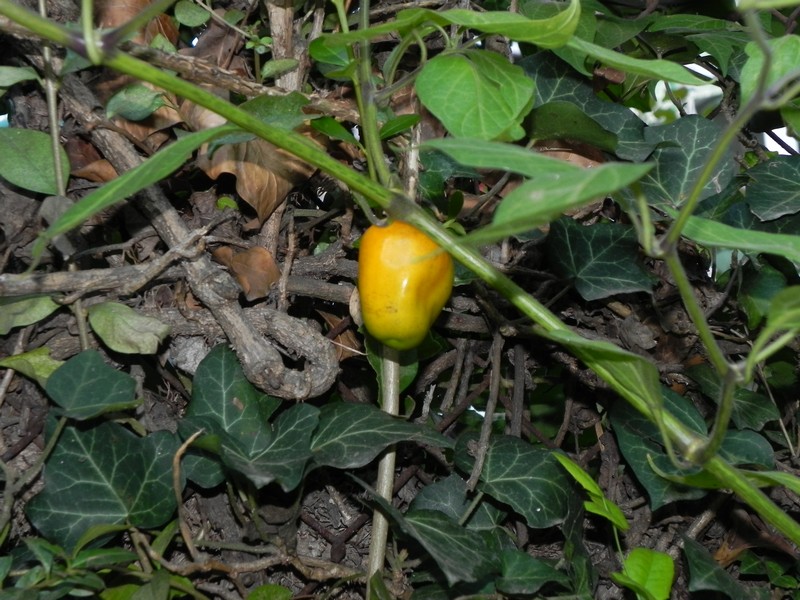 Orange Locoto