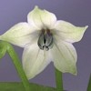 Tabasco cvet