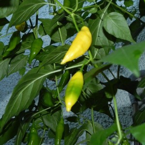 Aji Limon Peru Yellow