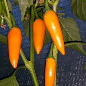 Bulgarian Carrot