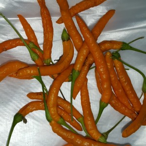 Thai Orange Hot