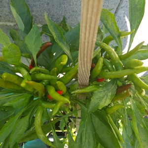 Poinsettia Pepper