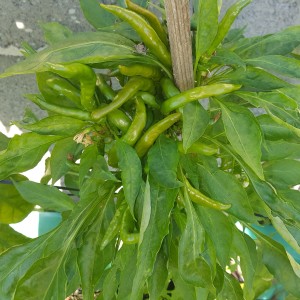 Poinsettia Pepper