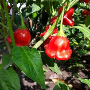 Orchid PI 497974 (Bishops Crown)