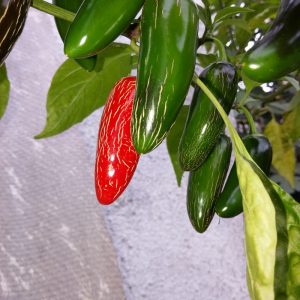 Jalapenos Cracked