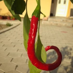 Joe's long Cayenne Pepper