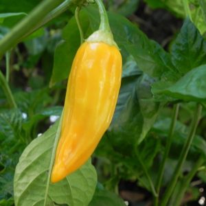 Aji Habanero