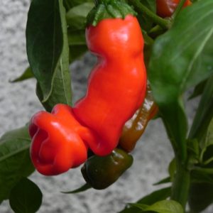 Peter Pepper