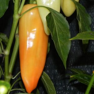 Hot Banana Pepper