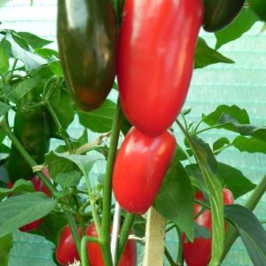 Jalapenos Giant