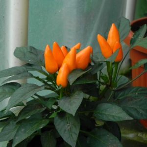 Ukrasna Narandžasta