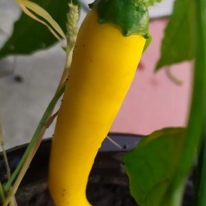 Golden Cayenne Pepper