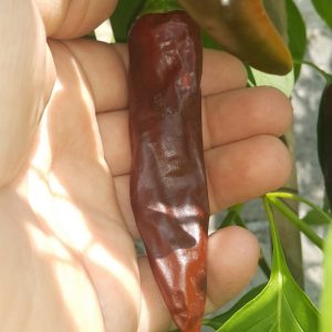 Ethiopian Brown Barbere