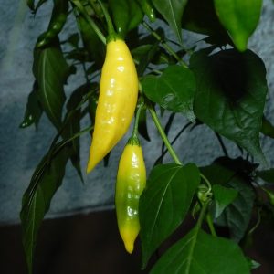 Aji Limon Peru Yellow