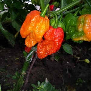 Red Bhutlah SLP