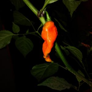 Bhut Jolokia Assam Strain
