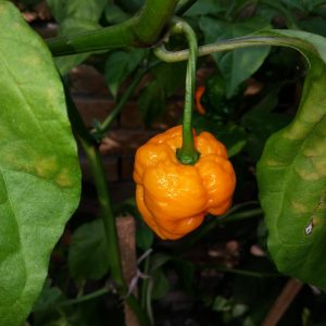 7 Pot Brain Strain Yellow