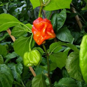 7 Pot Chaguanas