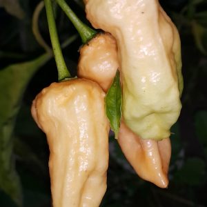 Bhut Jolokia Peach