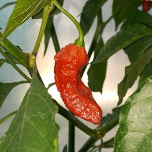 Bhut Jolokia Rust