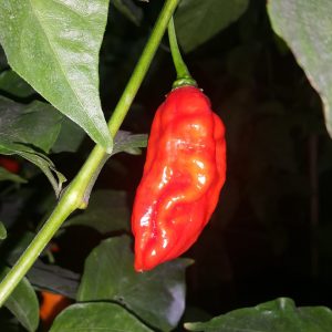 Fatalii Red
