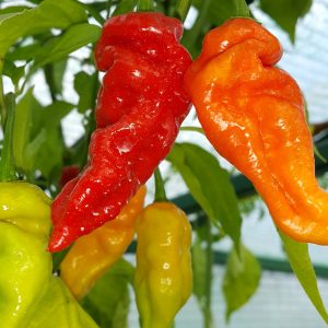 Bhut Jolokia Caramel