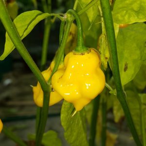 Habanero Hot Lemon
