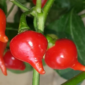 Pimenta De Bico - Biquinho