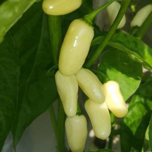 White Habanero