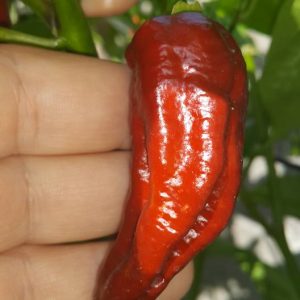 Fatalii Chocolate