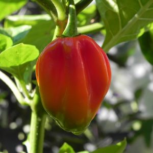 Habanero Surinam Red