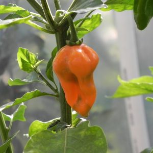Habanero Naranja Picante