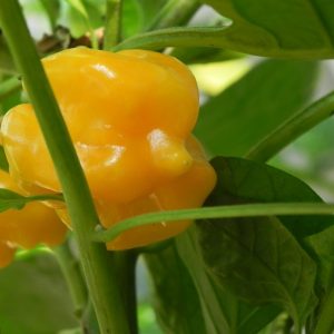 Trinidad Scorpion Orange
