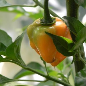 Craig Double Hot Orange