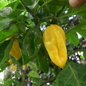 Habanero Golden