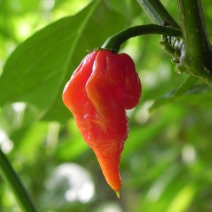 Trininad Scorpion Butch-T