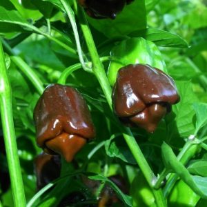 Jamaican Hot Chocolate