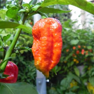 Bhut Jolokia Improved Strain 2