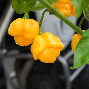 Trinidad Scorpion Moruga Yellow