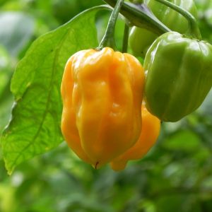 Habanero Westindian Yellow