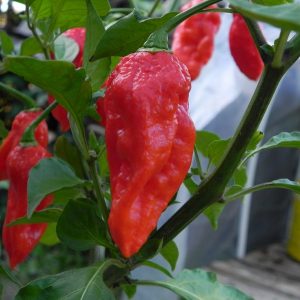 Bhut Jolokia Improved Strain 1
