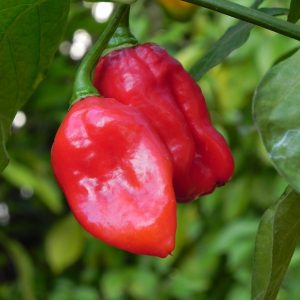 Habanero Red Dominica
