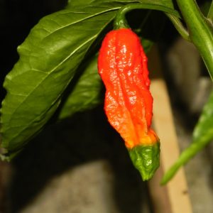 Bhut Jolokia Red