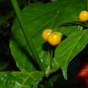 Aji Charapita