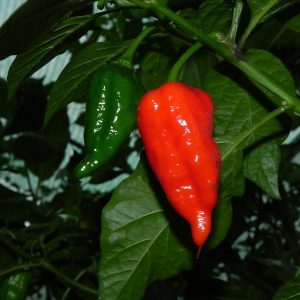Dorset Naga