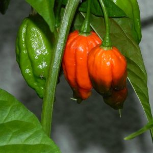 Naga Morich