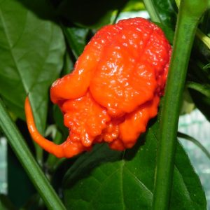 Carolina Reaper