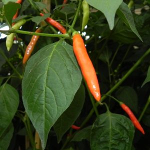 Piri Piri