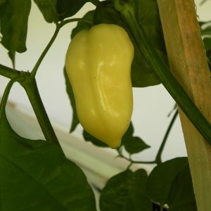 Bhut Jolokia White